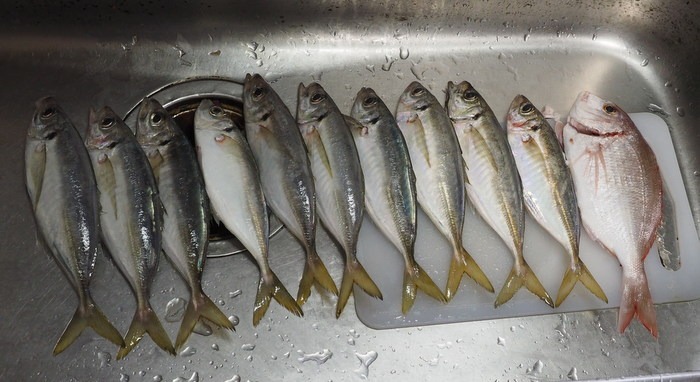 夫の釣果_c0116915_1102076.jpg