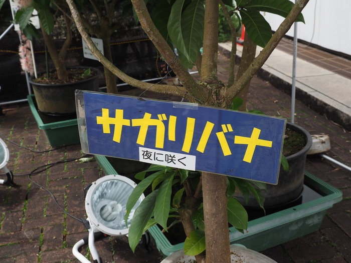 サガリバナ_c0116915_22444769.jpg