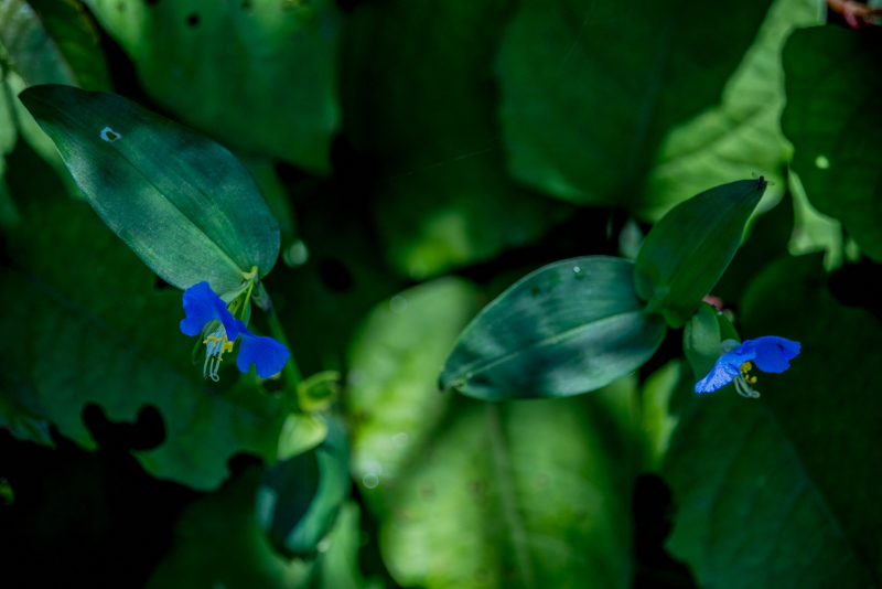 blue & green..._a0318033_08022566.jpg