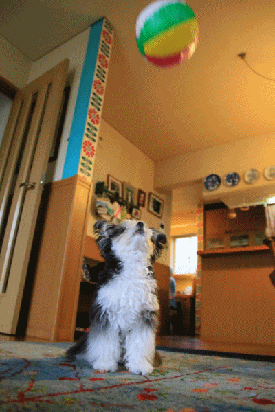 c0145250_10125952.gif