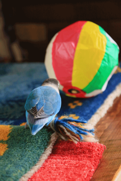 c0145250_10130771.gif