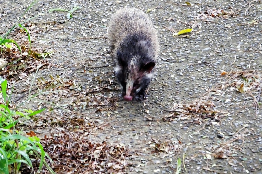 狸 と遭遇 もしかしたらハクビシンかも ぶらり散歩 四季折々フォト日記