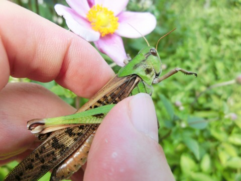 e0045768_21382762.jpg