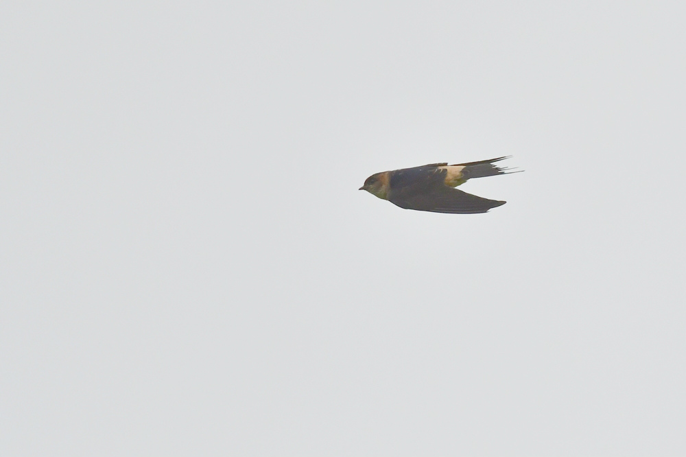 コシアカツバメ_f0053272_8101257.jpg