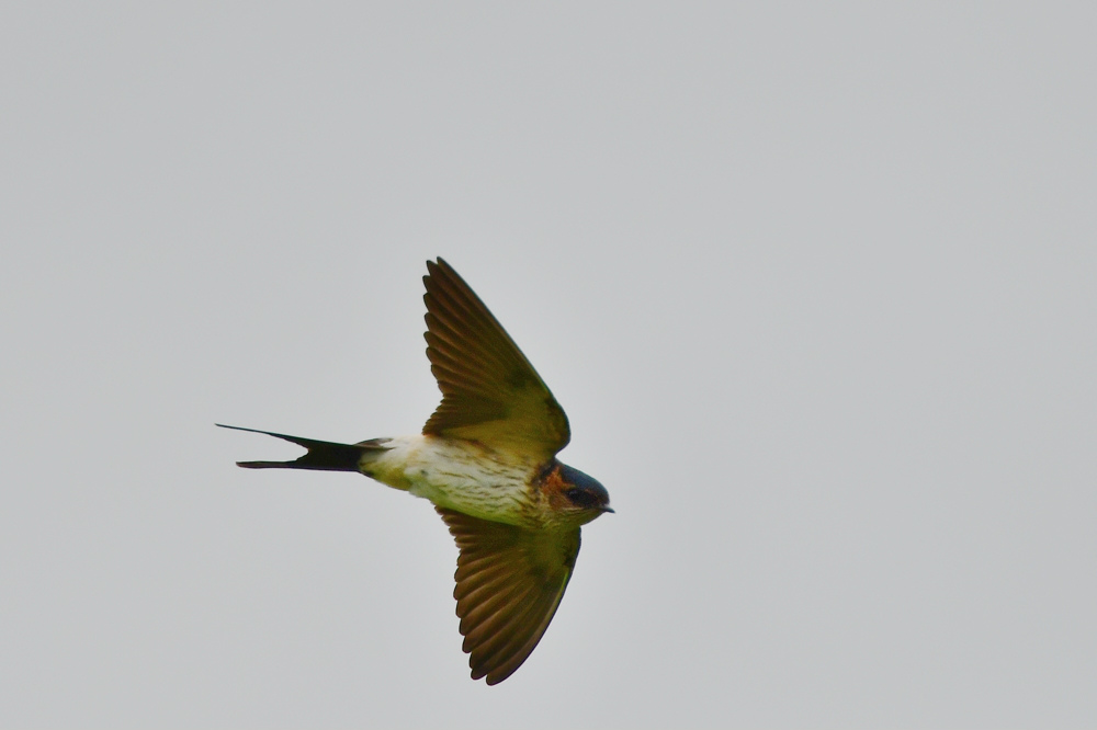 コシアカツバメ_f0053272_8122953.jpg