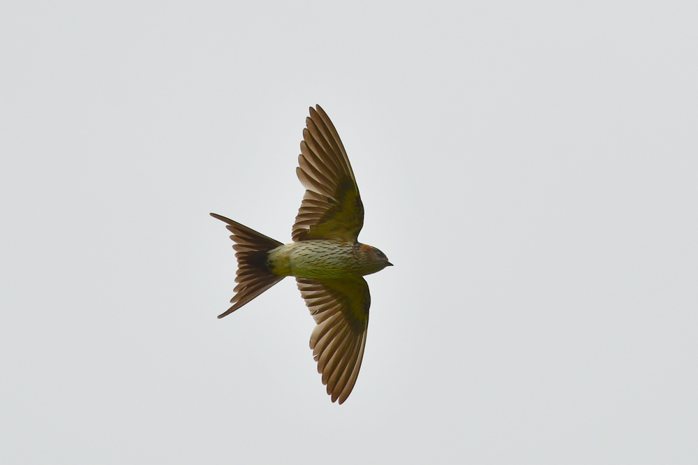 コシアカツバメ_f0053272_81322100.jpg