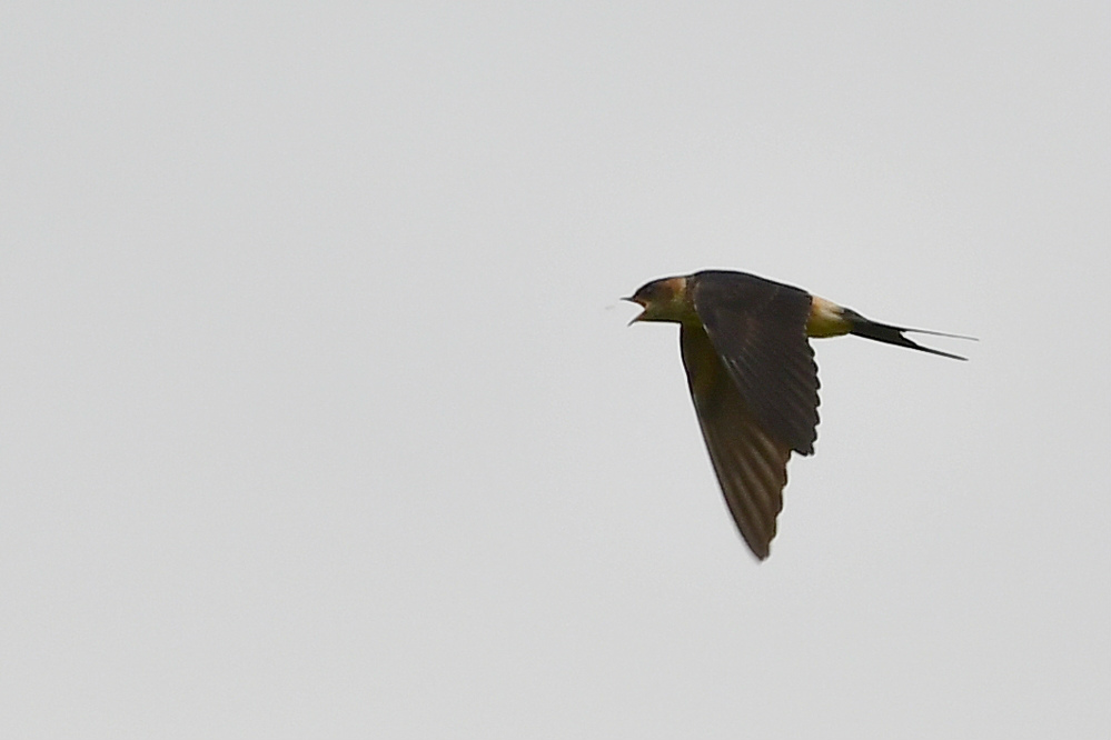 コシアカツバメ_f0053272_884717.jpg