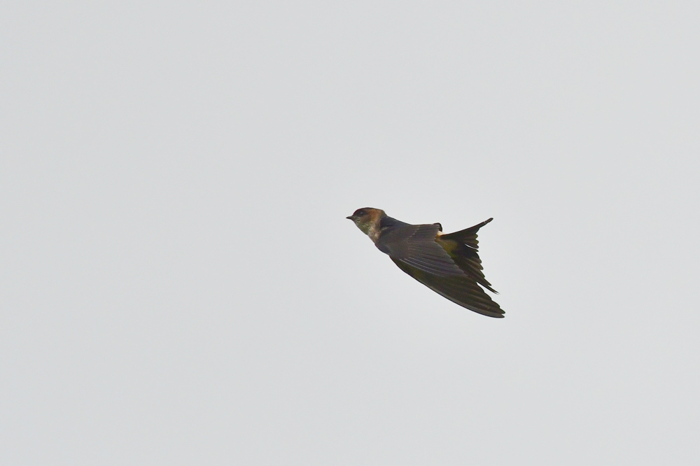 コシアカツバメ_f0053272_894829.jpg