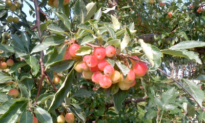 りんご公園のクラブ・アップル　2016年9月23日_c0069380_12351788.jpg