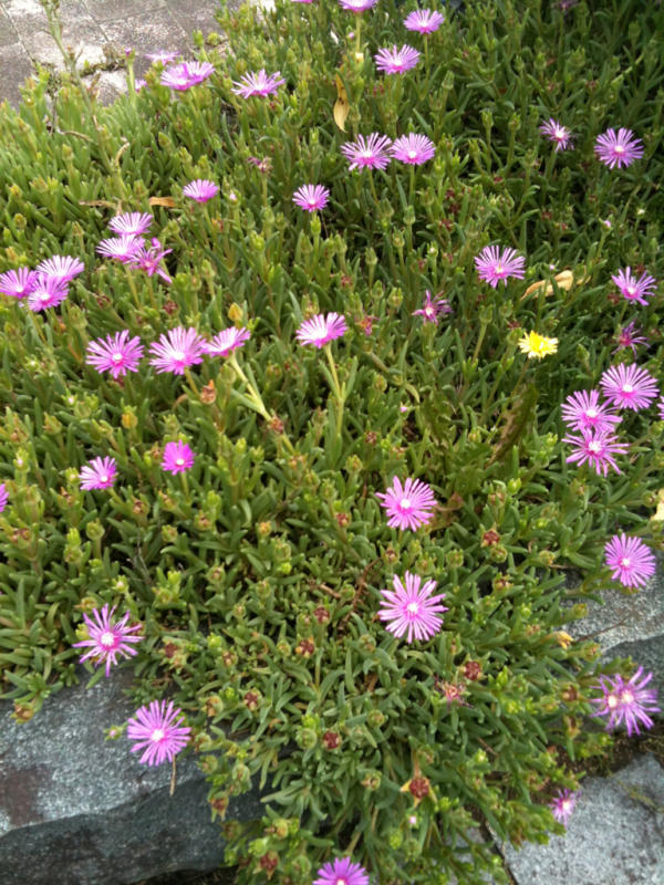 b0174284_04270318.jpg