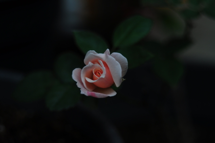 d0021491_00075970.jpg