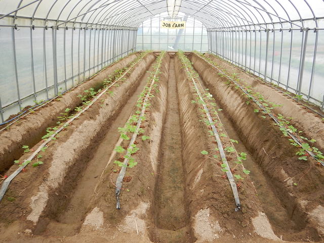 イチゴの定植と畝仕上げ ジョブファーム活動ブログ