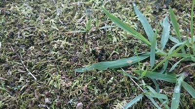 c0163102_20335145.jpg