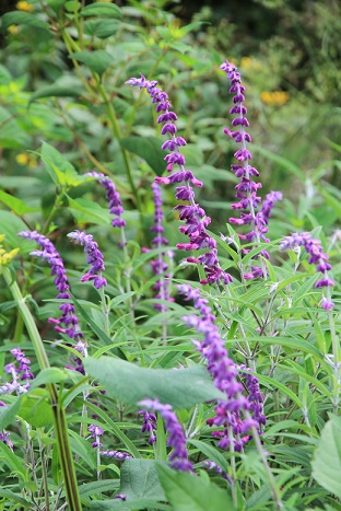 c0366802_12203039.jpg