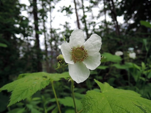 f0373905_1534327.jpg