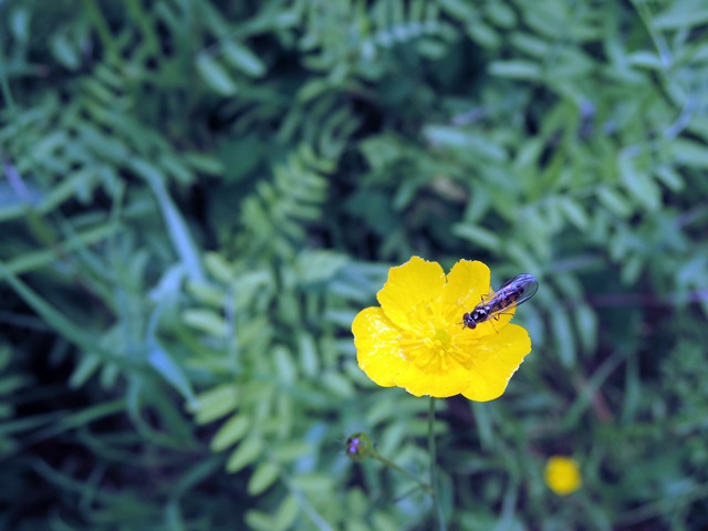 f0373905_1536093.jpg