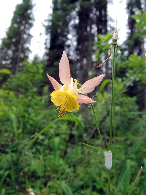 f0373905_1545247.jpg