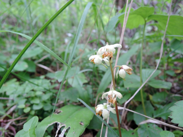 f0373905_15522738.jpg