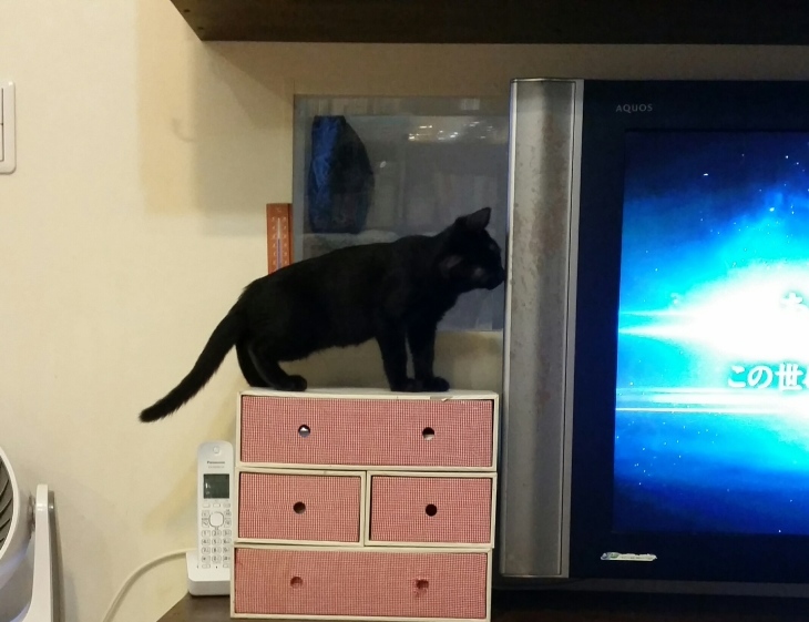 e0144012_18443148.jpeg