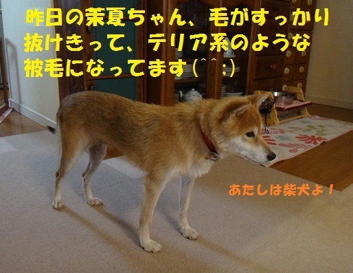 f0121712_15380533.jpg