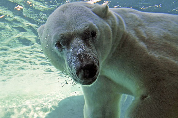 カナダ・トロント動物園のイヌクシュクが繁殖から事実上の「強制引退」か？ ～ 同園の大胆な決断_a0151913_2364211.jpg