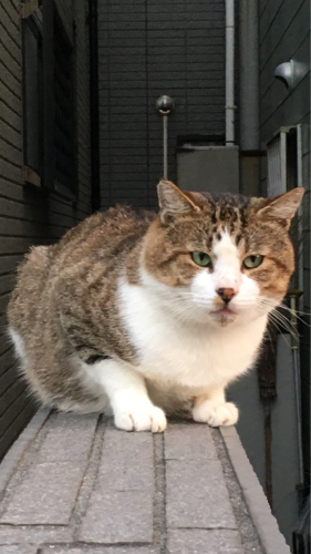 ご近所の猫さん_d0184114_20541536.jpg