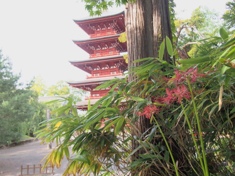 ヒガンバナ:最勝院五重塔&弘前城植物園(弘前市)*2016.09.24_b0147224_19164883.jpg