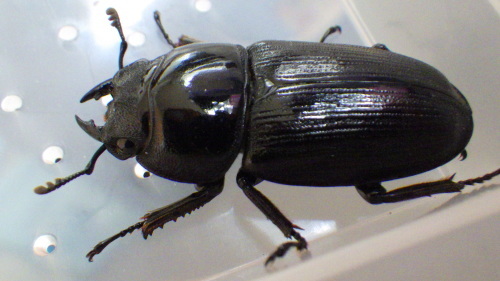 c0337631_17263517.jpg