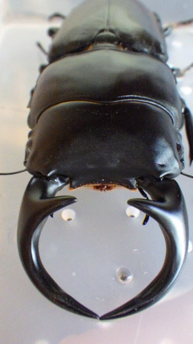 c0337631_17290015.jpg