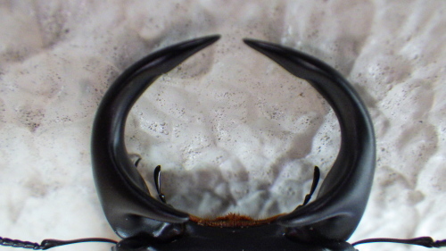 c0337631_17381126.jpg