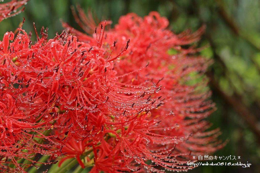 彼岸花に沢山の宝石のような雫！！！！！_e0052135_18102915.jpg