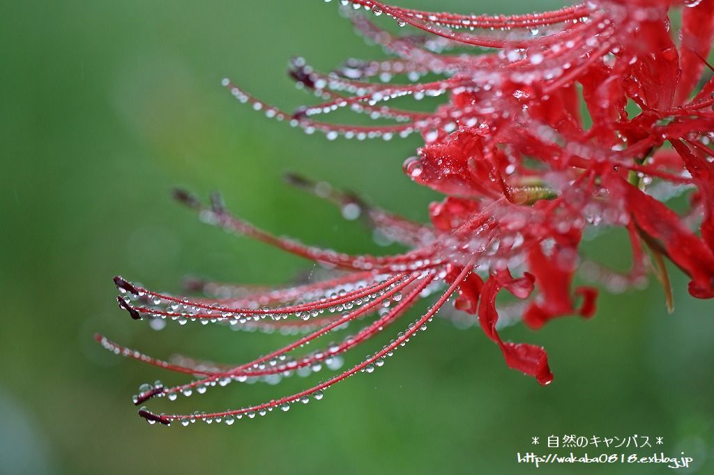 彼岸花に沢山の宝石のような雫！！！！！_e0052135_18103737.jpg