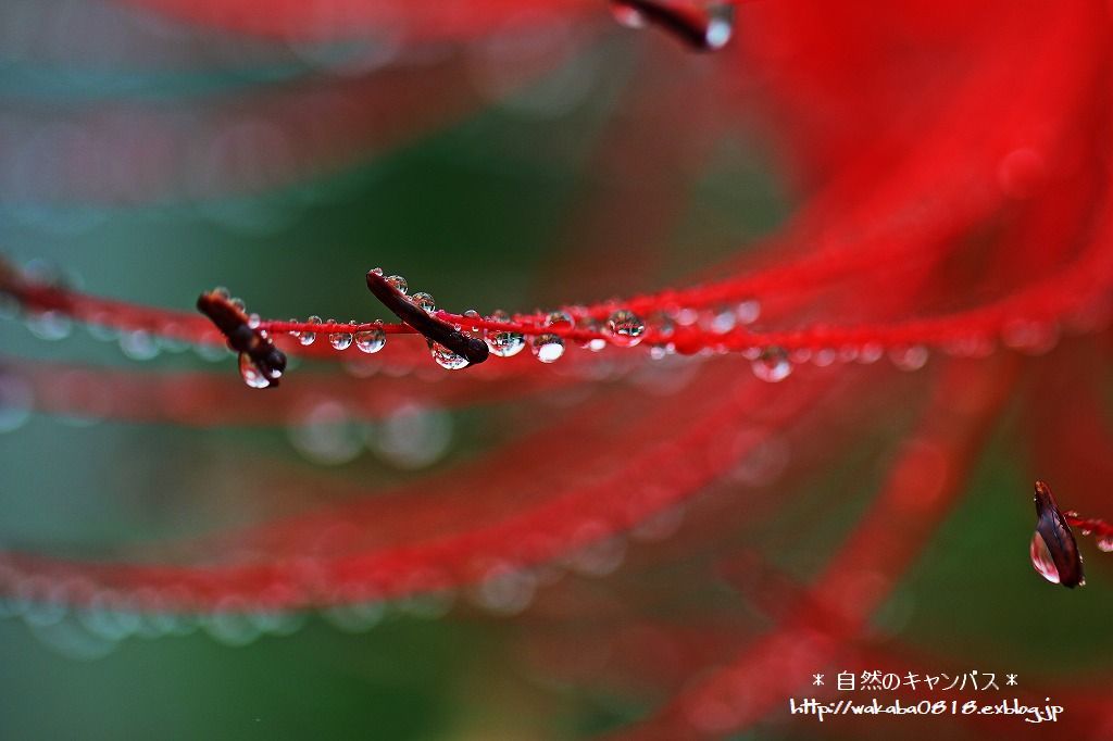 彼岸花に沢山の宝石のような雫！！！！！_e0052135_18104546.jpg