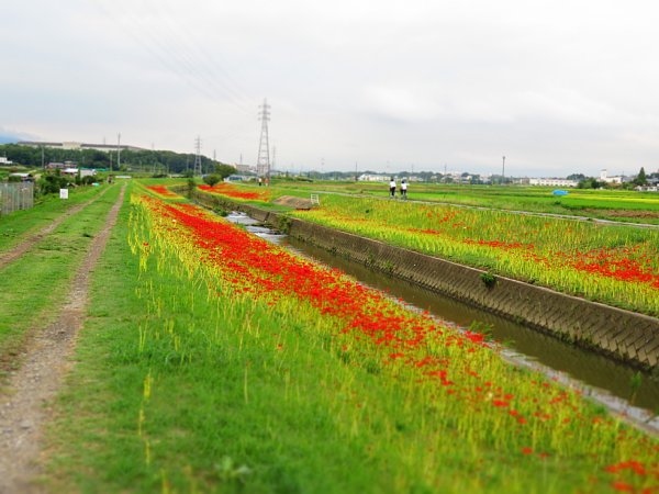 2016年9月27日　彼岸花だより　その３_b0341140_21232555.jpg