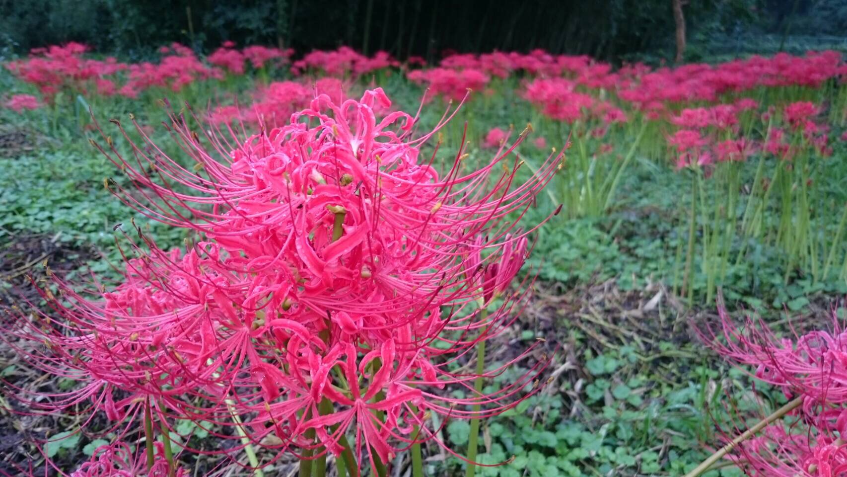 ホームベーカリー_c0331145_20481316.jpg