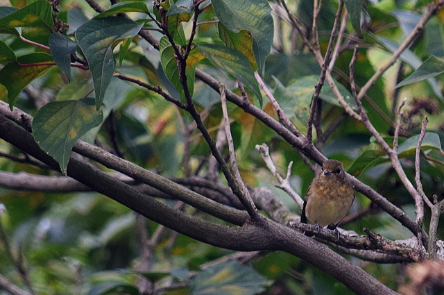 c0339546_22271824.jpg