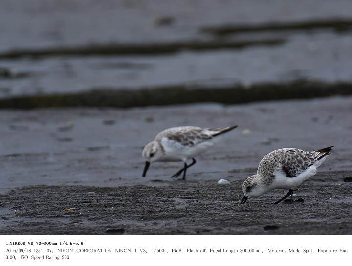 ふなばし三番瀬海浜公園 2016.9.18_c0062451_1719516.jpg