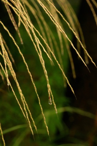 また雨の一日に 。。。 ! !_a0248459_15262610.jpg