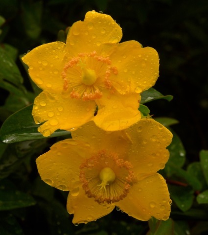 a0248459_15311897.jpg