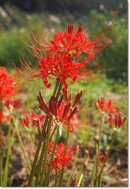 今年の曼珠沙華_b0053765_22311957.jpg