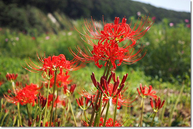 今年の曼珠沙華_b0053765_22342060.jpg