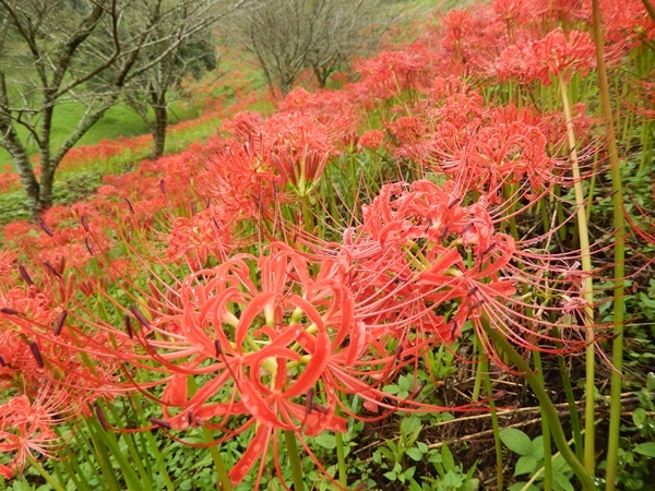 彼岸花（曼珠沙華）_e0345868_21161309.jpg