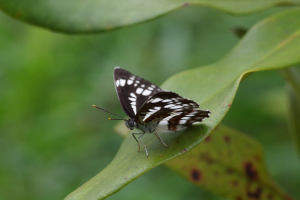 杉並公園日記_e0167571_1321327.jpg