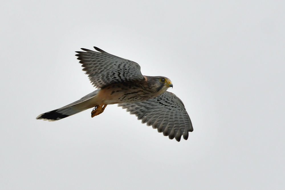 チョウゲンボウ雄雌 ノスリ_f0053272_20102842.jpg