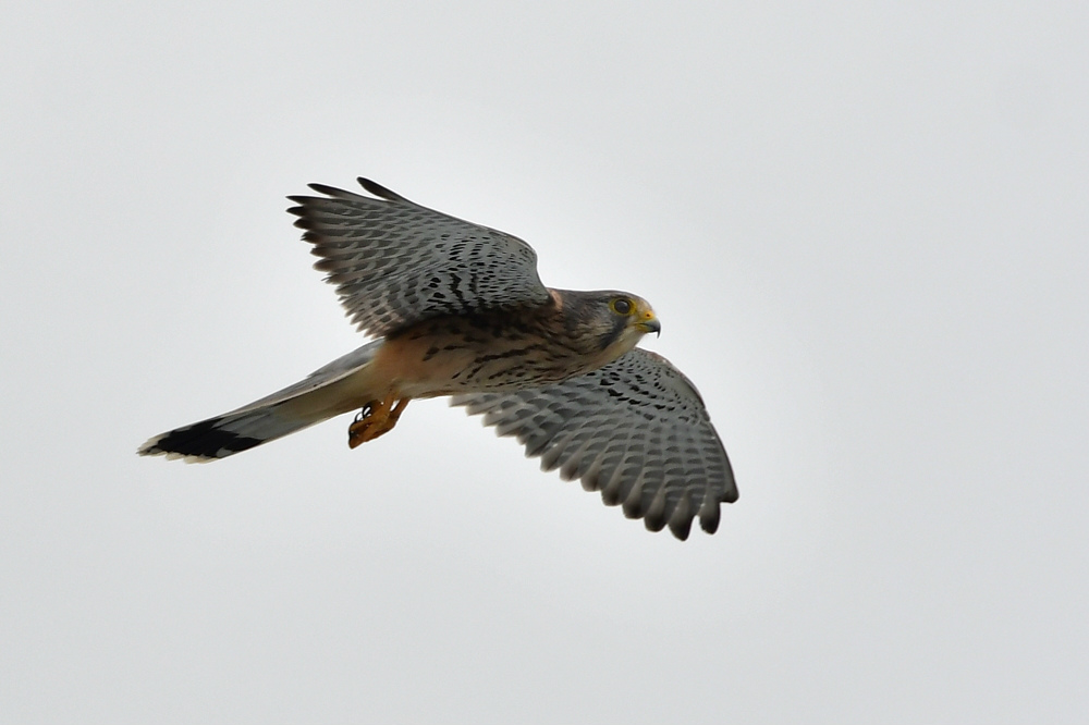 チョウゲンボウ雄雌　ノスリ_f0053272_20102842.jpg