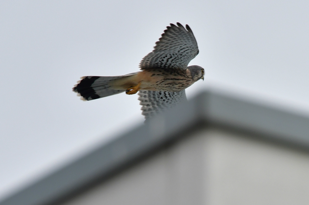 チョウゲンボウ雄雌　ノスリ_f0053272_20113521.jpg