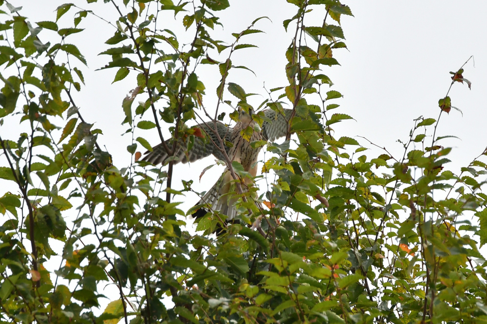 チョウゲンボウ雄雌 ノスリ_f0053272_20114825.jpg
