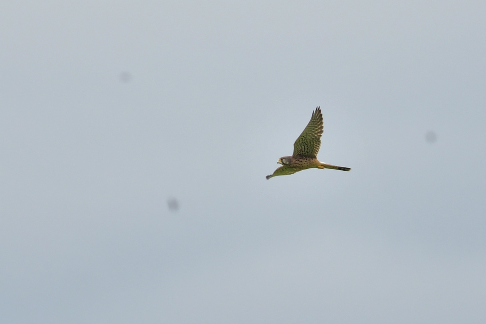 チョウゲンボウ雄雌 ノスリ_f0053272_20142243.jpg