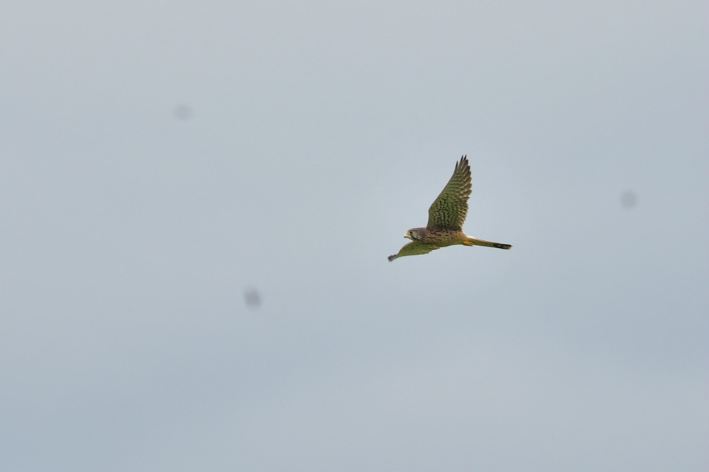 チョウゲンボウ雄雌　ノスリ_f0053272_20142243.jpg