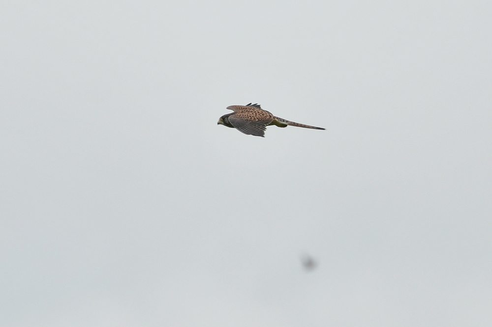 チョウゲンボウ雄雌 ノスリ_f0053272_20145553.jpg